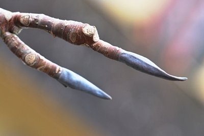 Magnolia tripetala - šácholan tříplátečný - zimní pupeny